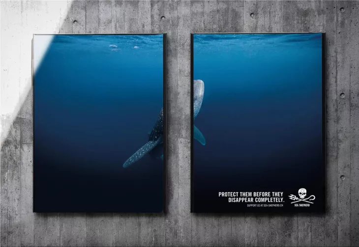 Sea Shepherd "PROTECT THEM BEFORE THEY DISAPPEAR COMPLETELY"