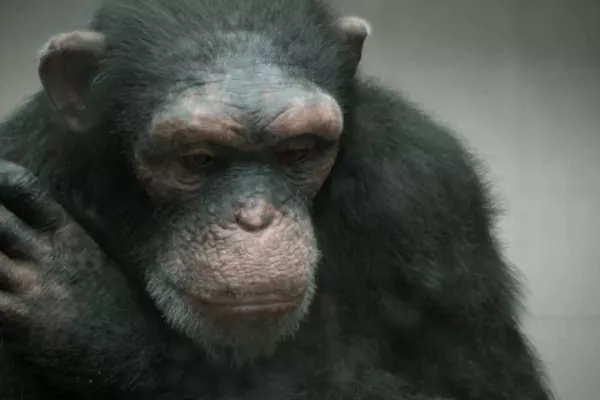 PETA: the great ape pledge