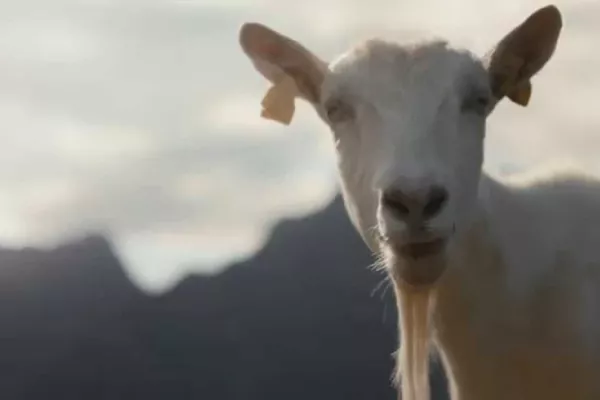 Tine Goat Cheese Commercial