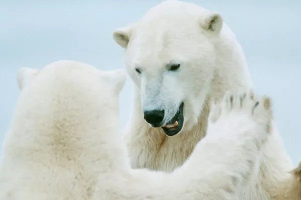 WWF - Polar Bears Hugging