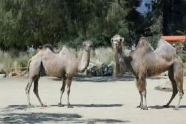 GEICO: Camels put up with this all the time