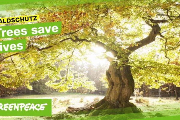 Greenpeace: old growth beech forests in public domain